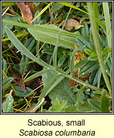 Scabious, Small, Scabiosa columbaria