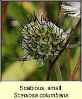 Scabious, Small, Scabiosa columbaria