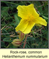 Rock-rose, Common, Helianthemum nummularium