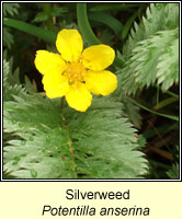 Silverweed, Potentilla anserina