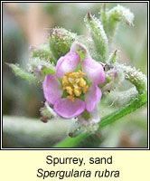 Spurrey, Sand, Spergularia rubra