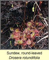 Sundew, Round-leaved, Drosera rotundifolia