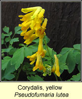 Corydalis, Yellow, Pseudofumaria lutea