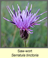 Saw-wort, Serratula tinctoria