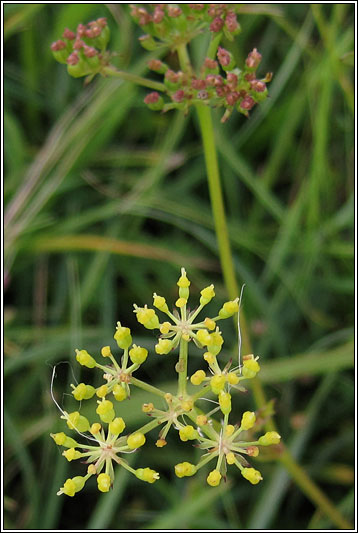 Pepper-saxifrage, Silaum silaus