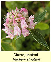Clover, Knotted, Trifolium striatum