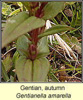 Gentian, Autumn, Gentianella amarella