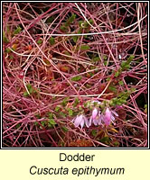 Dodder, Cuscuta epithymum