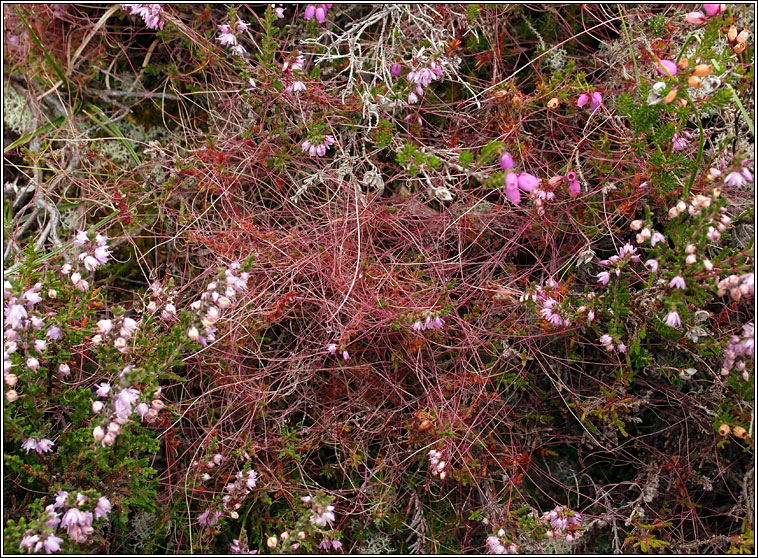 Dodder, Cuscuta epithymum