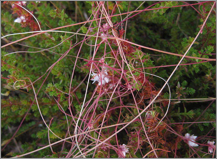 Dodder, Cuscuta epithymum