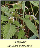 Gipsywort, Lycopus europaeus