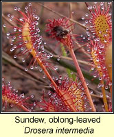 Sundew, oblong-leaved, Drosera intermedia