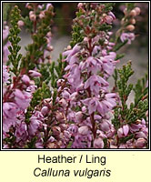 Heather, Ling, Calluna vulgaris