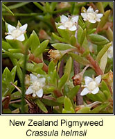 New Zealand Pigmyweed, Crassula helmsii
