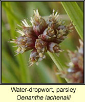 Water-dropwort, parsley, Oenanthe lachenalii