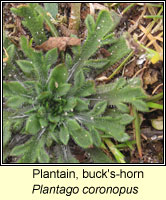 Plantain, bucks-horn, Plantago coronopus