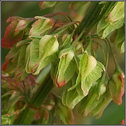 Water Dock, Rumex hydrolapathum