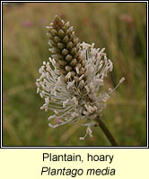 Plantain, hoary, Plantago media