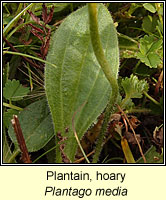 Plantain, hoary, Plantago media