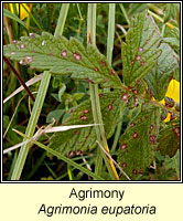 Agrimony, Agrimonia eupatoria