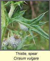 Thistle, spear, Cirsium vulgare