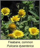 Fleabane, common, Pulicaria dysenterica