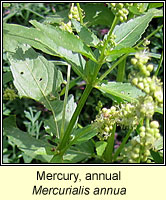 Mercury, annual, Mercurialis annua