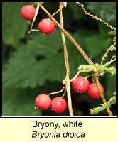 Bryony, white, Bryonia dioica