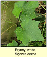 Bryony, white, Bryonia dioica
