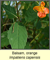 Balsam, orange, Impatiens capensis