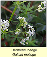 Bedstraw, Hedge, Galium mollogo