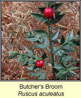 Butcher's Broom, Ruscus aculeatus