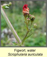 Figwort, water, Scropularia auriculata