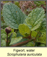Figwort, water, Scropularia auriculata
