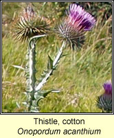 Thistle, cotton, Onopordum acanthium