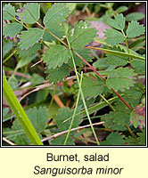 Burnet, salad, Sanguisorba minor