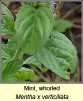 Mint, whorled, Mentha x verticillata