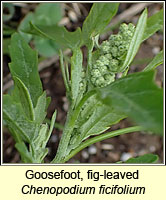 Goosefoot, fig-leaved, Chenopodium ficifolium