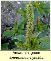 Amaranth, green, Amaranthus hybridus