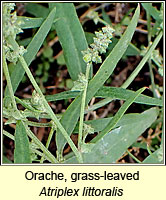 Orache, grass-leaved, Atriplex littoralis