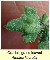 Orache, grass-leaved, Atriplex littoralis