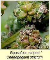 Goosefoot, striped, Chenopodium strictum