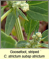 Goosefoot, striped, Chenopodium strictum