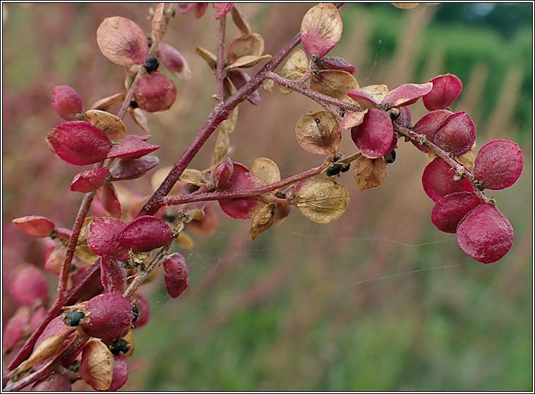 Garden Orache, Atriplex hortensis var rubra