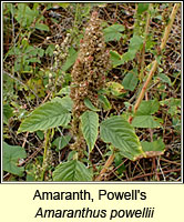 Amaranth, Powell's, Amaranthus powellii
