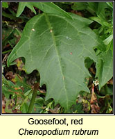 Goosefoot, red, Chenopodium rubrum
