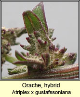 Orache, hybrid, Atriplex x gustafssoniana
