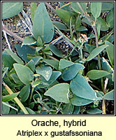 Orache, hybrid, Atriplex x gustafssoniana