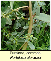 Purslane, common, Portulaca oleracea