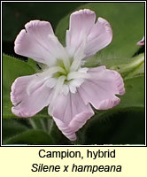 Campion, hybrid, Silene x hampeana